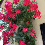 Climbing Rose Bushes Ready to Plant, Well-Rooted, Hardy Roses Tree 5 to 10 Inc Tall, Fragrant, Outdoor Planting (Red)