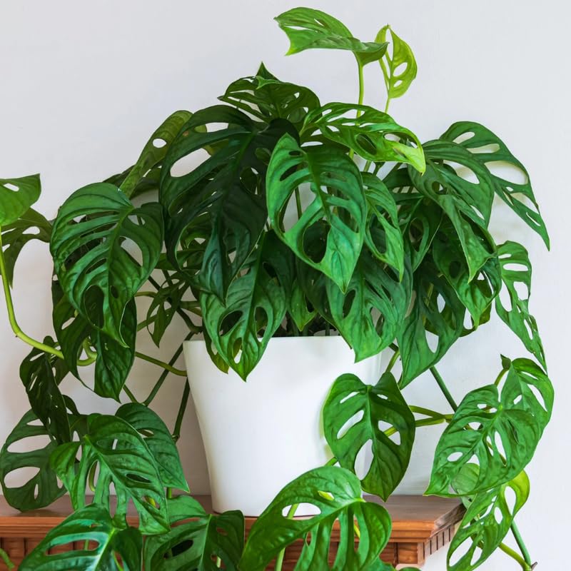 Swiss Cheese Plant Live, Monstera Adansonii Swiss Cheese Indoor Houseplant 4-6 Inches