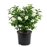 White Mock Orange Plant 3-5 Inch Tall in 4" Pot, Mock Orange Flower Plants, Hardy Ornamental Shrub for Outdoor Garden