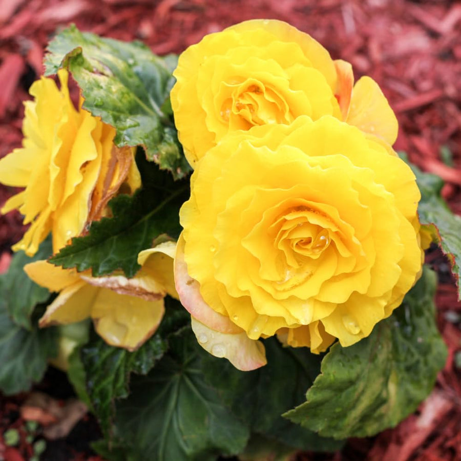 Set 3 Begonia Plants Live, Yellow Begonia Flower Well Rooted 3-5 Inch Tall