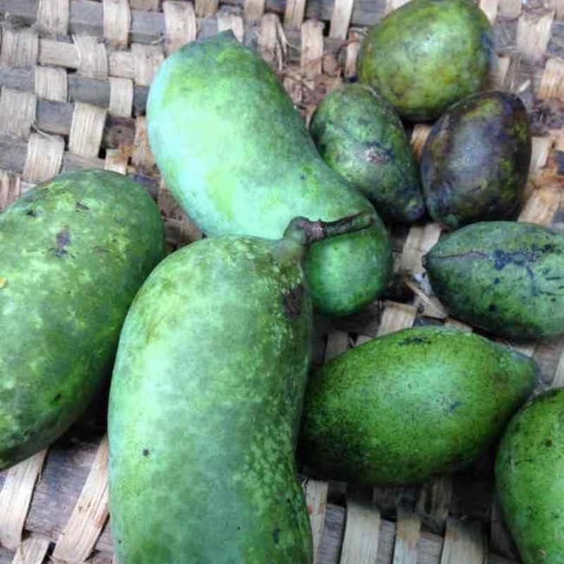 Set 2 Pawpaw Tree Live Plant 6 to12 Tall in Quart Pot, Paw Paw Fruit Tree for Outdoor Garden Planting