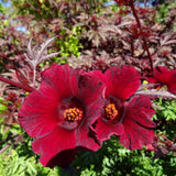 2 Hardy Hibiscus Plants Live, Hibiscus Flowers Plants Tree, 3 to 5Inc Long (Red Cranberry)