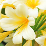 Yellow Clivia Plant Live, Clivia Flowering Houseplant in 6 Inch Pot, Perennial Flowering Plant for Containers, Patios, and Indoors
