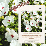 White Hibiscus Plant Live, Hardy Hibiscus Flowers for Outdoor Landscapes, 5-9 Inch Height, Ornamental Hibiscus Bush Shrub, Well-Rooted, No Pot
