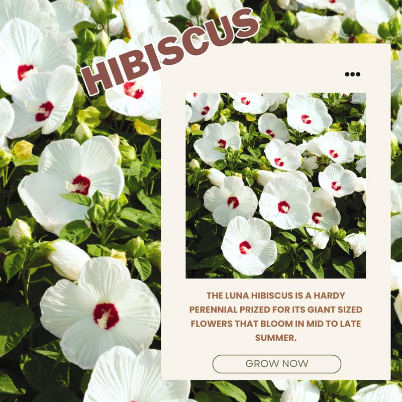 White Hibiscus Plant Live, Hardy Hibiscus Flowers for Outdoor Landscapes, 5-9 Inch Height, Ornamental Hibiscus Bush Shrub, Well-Rooted, No Pot