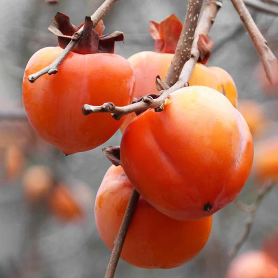 Common Persimmon Trees Live Plants Seedlings, 8-15 Inches Dormant in Winter, Outdoor Planting, Cold Hardy