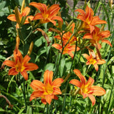 Pack 10 Daylily Bulbs for Planting Spring, Fast Blooming Hardy Perennial Lily Bare Roots for Outdoor Growing (Apricot Day Lily)