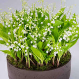 10 Lily of the Valley Roots for Planting in Summer, Hardy Perennial Flower Bulbs, Reblooming Spring Flowers for Gardens, Borders, and Outdoor Landscaping