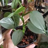 Set of 2 Live Silver Philodendron Plants in 4 Inch Pots, Tropical Indoor Houseplants with Variegated Foliage, Ready to Grow