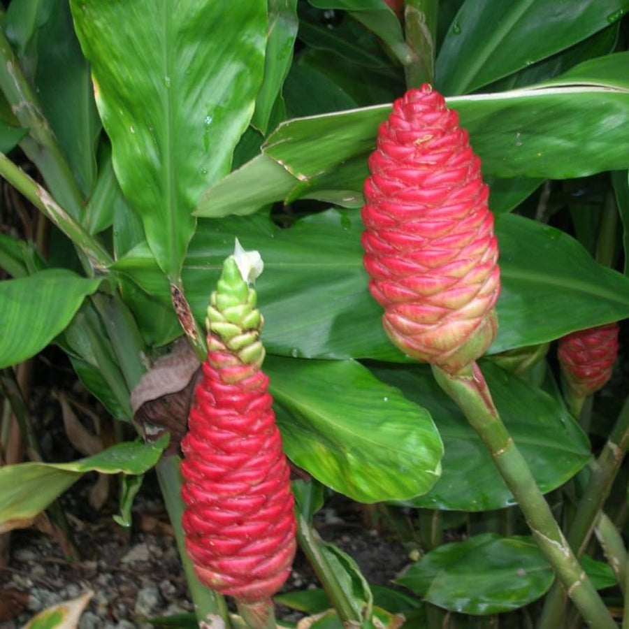 2 Awapuhi Shampoo Ginger Roots for Planting, Zingiber Zerumbet Pinecone Ginger Rhizomes, Fresh Ginger Rhizomes to Grow