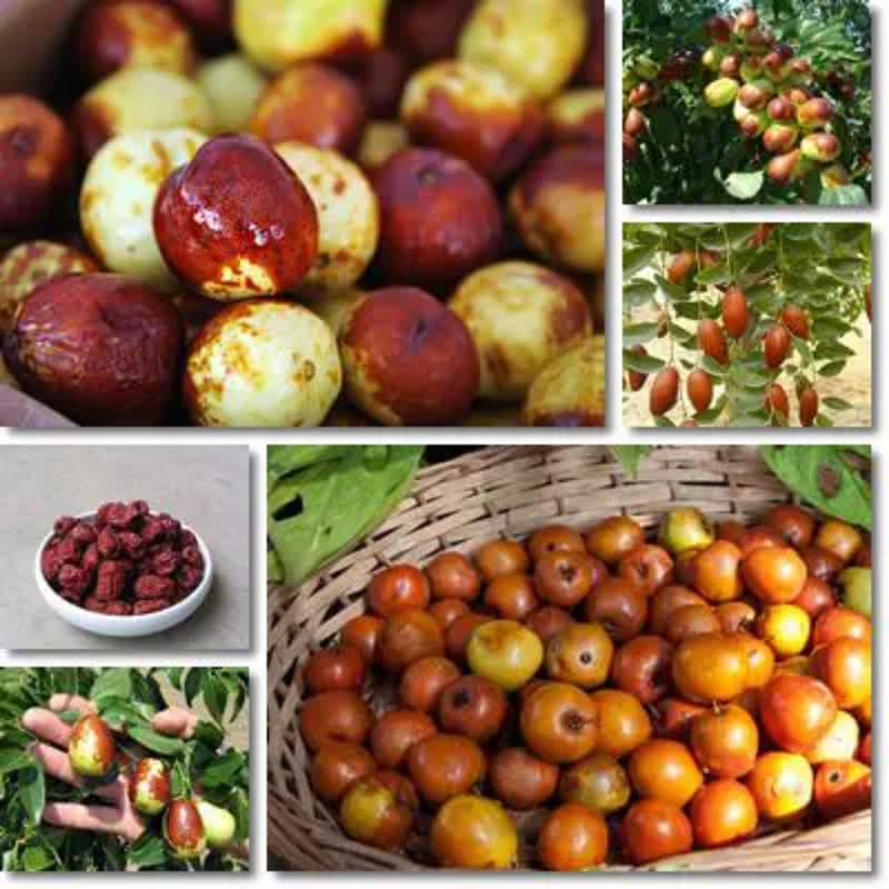 High Yield Li Jujube Tree Live Plant, 9 to 14 Inches in Tall Potted, Dormant in Winter