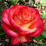 Rose Bush Live Plant - Climbing Rose Plant Live Shrub - Bareroot with Soil 7-10 Inch Tall - Fragrant Rose Flowers Heirloom Rose Shrub (Moment Orange Rose)