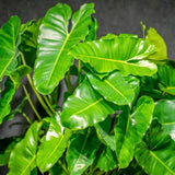 2 Green Leaf Philodendron Live Plant 5-9" Tall, Rare Tropical Indoor Houseplant Home Garden