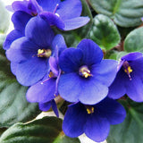 Blue African Violets Live Plant in 4" Pot, Starter African Violet for HouseplantIndoor Outdoor Home Decor