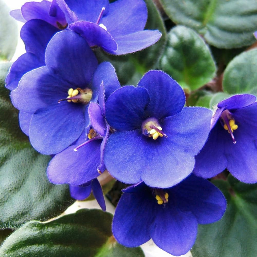 Blue African Violets Live Plant in 4" Pot, Starter African Violet for HouseplantIndoor Outdoor Home Decor