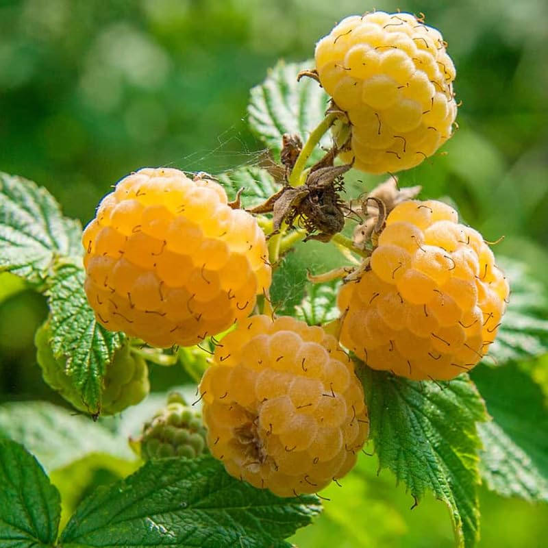 Anne Raspberry Plant Live Potted for Planting, 16-22 Inc Tall, Anne Raspberry Bush Live Plant, Raspberry Fruit Tree