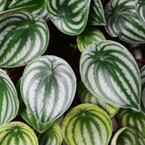 Watermelon Peperomia Plant in 4 Inch Pot, Live Peperomia Plant Potted for Home, Office, Live Indoor Houseplant