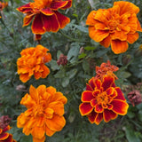 Set 3 Dwarf Marigold Live Plant, Mixed Color Marigold 4-6 Inch Tall for Outdoor Spaces and Container Gardens
