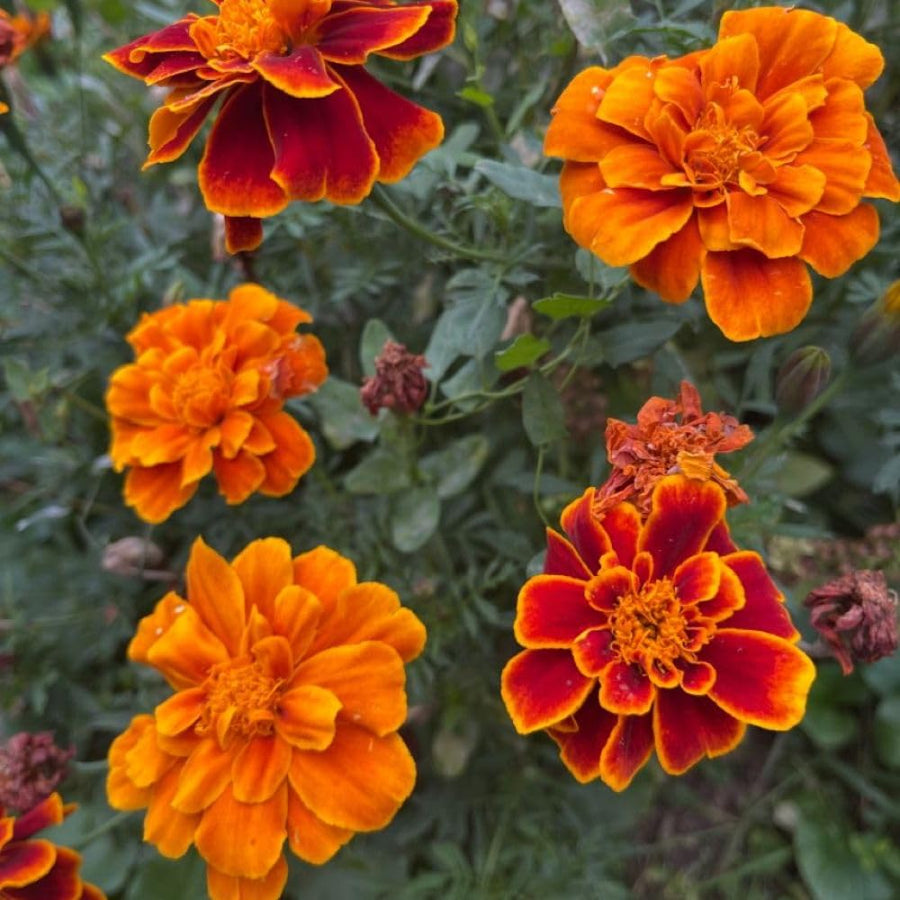 Set 3 Dwarf Marigold Live Plant, Mixed Color Marigold 4-6 Inch Tall for Outdoor Spaces and Container Gardens