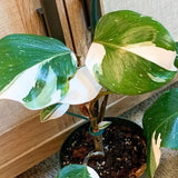2 White Philodendron Live Plant 5-9" Tall, Rare Tropical Indoor Houseplant Home Garden