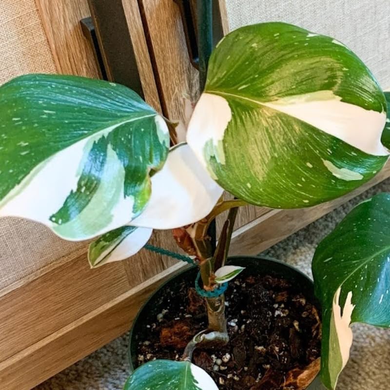 2 White Philodendron Live Plant 5-9" Tall, Rare Tropical Indoor Houseplant Home Garden