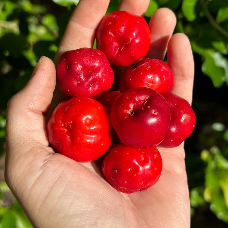 Acerola Barbados Cherry Plant Live, 2 Years Old Early Fruiting Cherry Fruit Live Plant, Sweet Tropical Fruit Tree, 2 feet Tall for Outdoor Garden