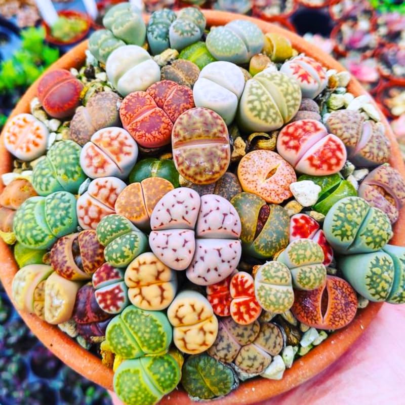 30 Live Lithops Succulent Plants, Assorted Color Living Stones, Rare Mix Succulents for Indoor and Outdoor Gardening, Bare Root