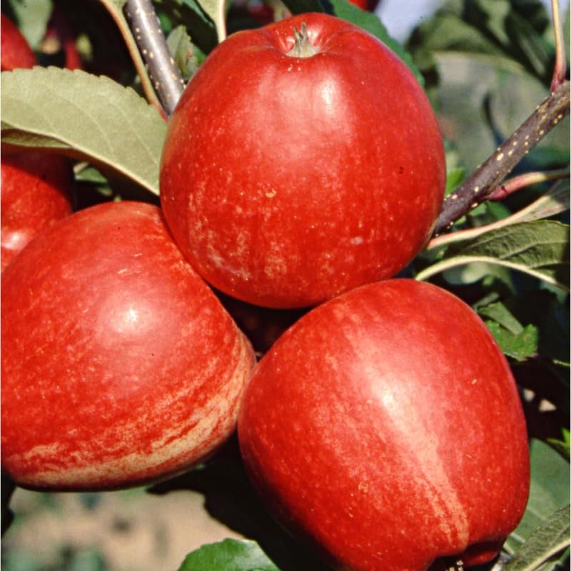 Gala Apple Tree Live Plant for Planting, 2-3 Feet Tall, Sweet Apple Plant Live for Planting, Live Apple Tree Plant, Apple Fruit Tree, Bareroot Dormant in Winter