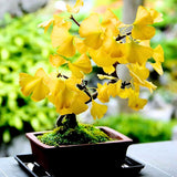Ginkgo Tree Live Plant, 8 Inches Tall in 4 Inch Pot, Hardy Ornamental Tree for Outdoor Planting