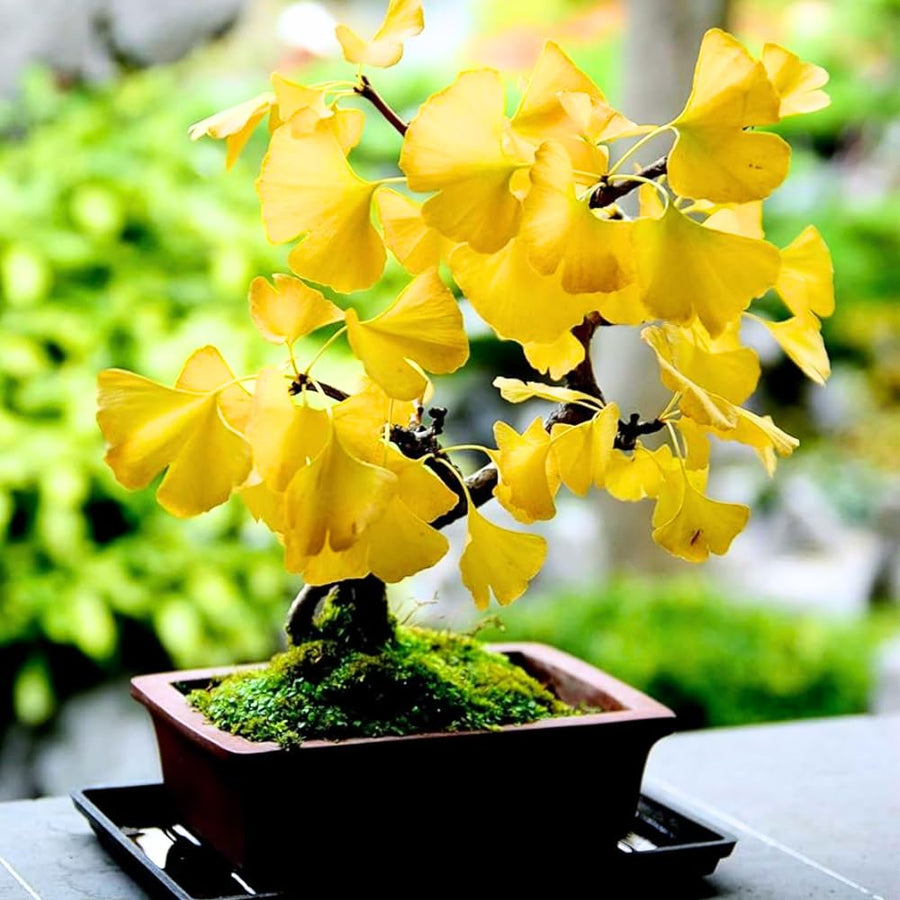 Ginkgo Tree Live Plant, 8 Inches Tall in 4 Inch Pot, Hardy Ornamental Tree for Outdoor Planting