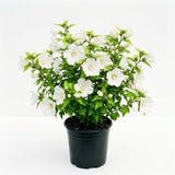 White Rose of Sharon Plant Live, Rose of Sharon Plant, Quart Pot, 6-10 Inches Tall, Soft Bloom, White Althea for Indoor Outdoor Growing