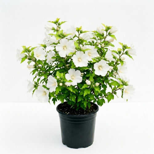 White Rose of Sharon Plant Live, Rose of Sharon Plant, Quart Pot, 6-10 Inches Tall, Soft Bloom, White Althea for Indoor Outdoor Growing