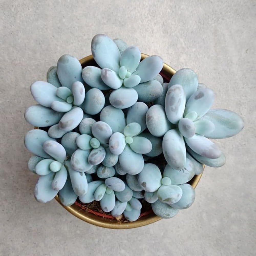 Succulent Plant Live, Live Indoor Outdoor Succulent Plant, 2 Inch Pot, Low-Maintenance Decorative Houseplant (Blue Succulent)