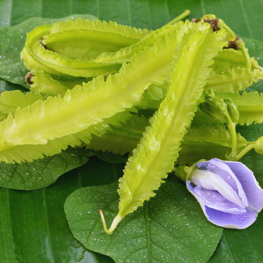 50 Winged Bean Seeds for Planting, Vegetable Vine Plant Seeds Gardening Outdoor
