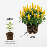 Shrimp Plant Live, Yellow Shrimp Plant, 5-7 Inc Tall, Tropical Flowering Plants for Indoor Outdoor Garden, No Pot