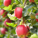 Gala Apple Tree Live Plant for Planting, 2-3 Feet Tall, Sweet Apple Plant Live for Planting, Live Apple Tree Plant, Apple Fruit Tree, Bareroot Dormant in Winter