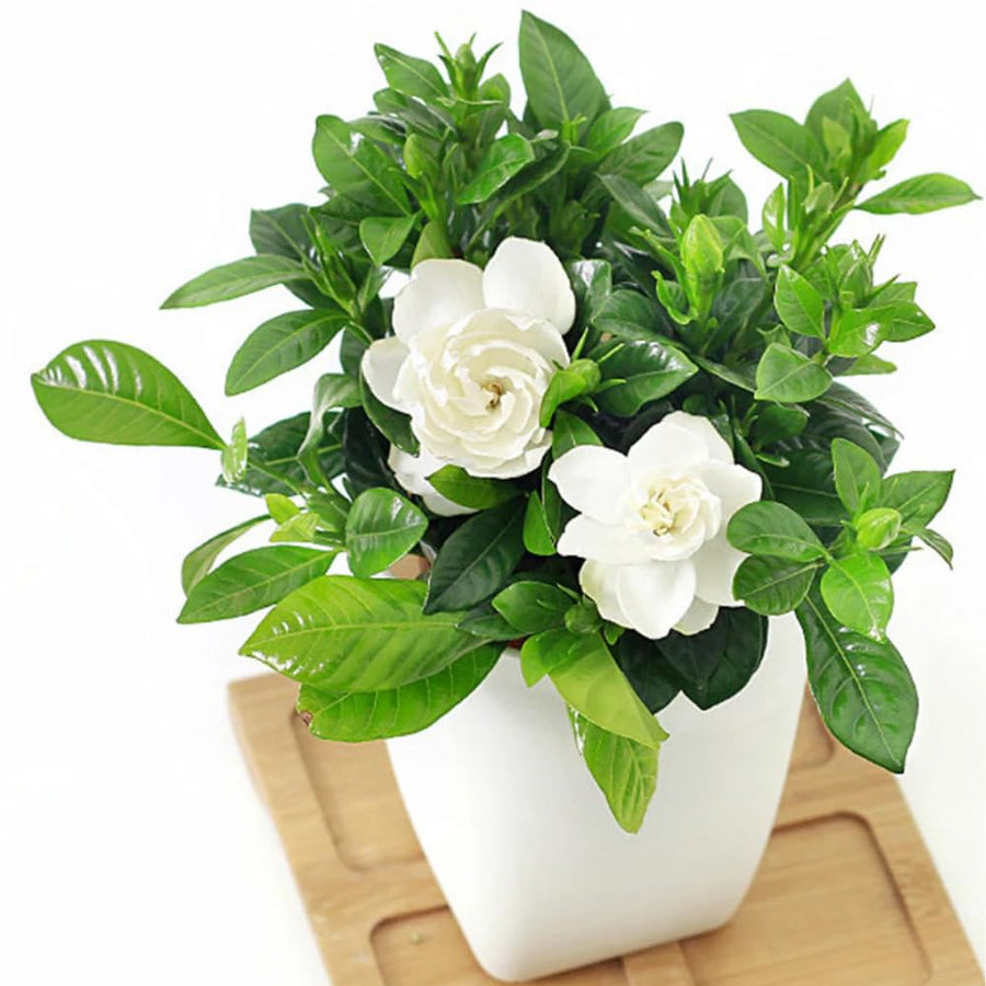2 Cape Jasmine Plants Live, Gardenia Plants Live, Frost Proof Plant 4 to 6 Inc Long Zone 6 to 11