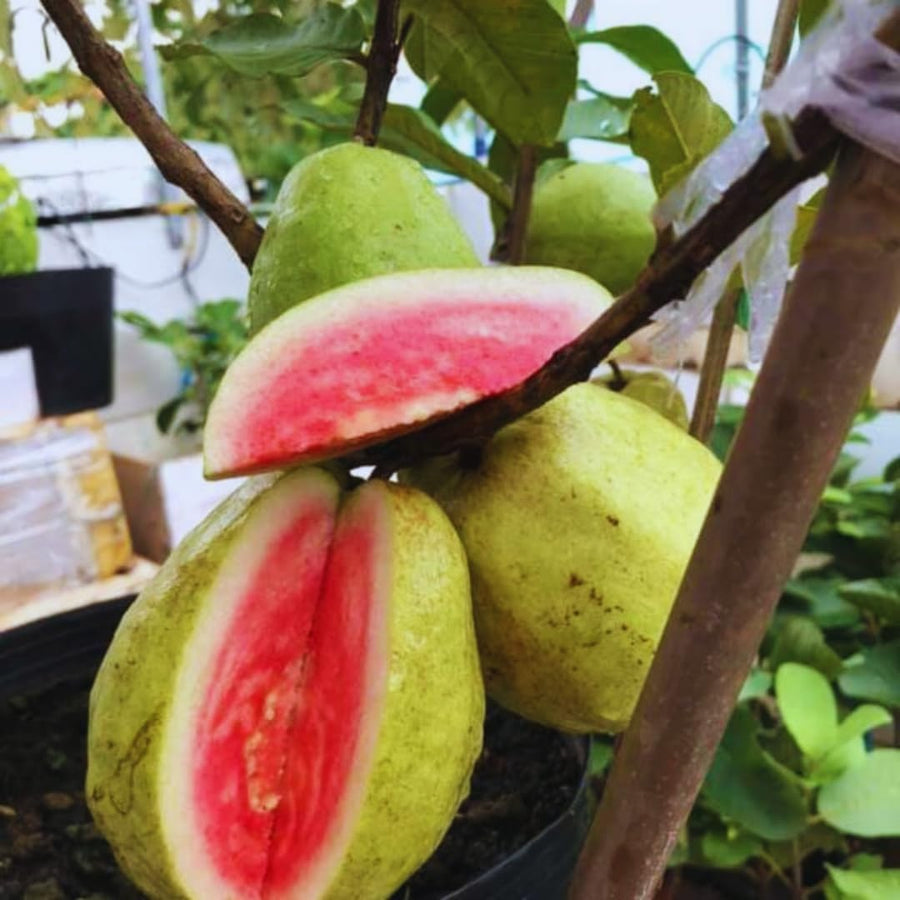 2-2.5 Feet Pink Guava Live Trees Plant 2 Years Old, Outdoor Guava Tree for Planting, Zones 9-11