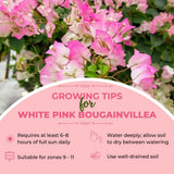 White Pink Bougainvillea Plant Live, Bougainvillea Live Plant, Well Rooted 5 to 7 Inches Tall, Colorful Long Lasting Blooms, Ideal for Trellis, Landscape and Outdoor Garden