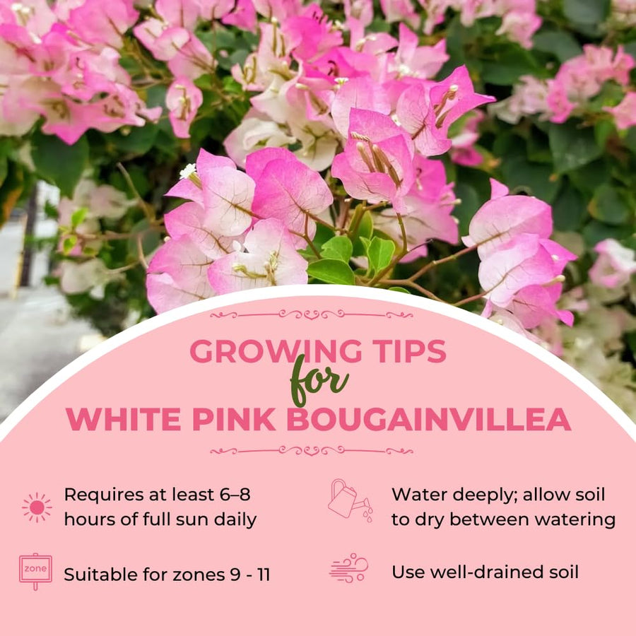 White Pink Bougainvillea Plant Live, Bougainvillea Live Plant, Well Rooted 5 to 7 Inches Tall, Colorful Long Lasting Blooms, Ideal for Trellis, Landscape and Outdoor Garden
