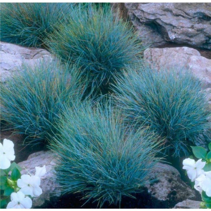 Pack 3 Blue Fescue Perennial Grass Ornamental Live Plants, 5-8" Dwarf Ornamental Grasses Blue Festuca Color, Grasses for Planting