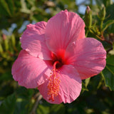 Set 4 Hardy Hibiscus Plants Live, Assorted Hibiscus Flowers Bush Shrub Well-Rooted Plugs, 3-5" Tall, Ornamental Hibiscus Seedlings