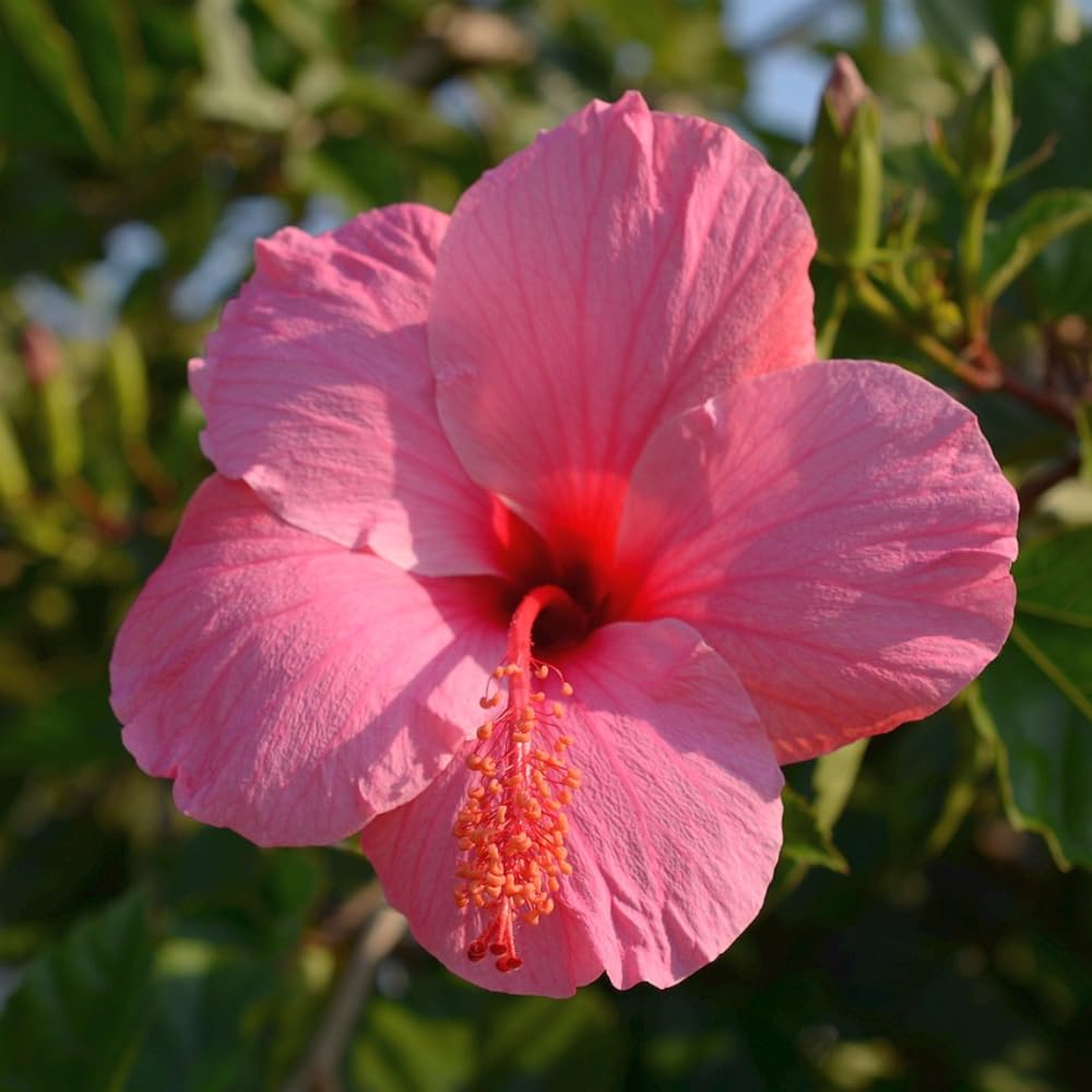 Set 4 Hardy Hibiscus Plants Live, Assorted Hibiscus Flowers Bush Shrub Well-Rooted Plugs, 3-5" Tall, Ornamental Hibiscus Seedlings