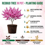 Eastern Redbud Tree Live Plant, Ornamental Pink Bloom Tree in Quart Pot for Outdoor Garden, Yard or Landscape Planting, 6-12 Inches