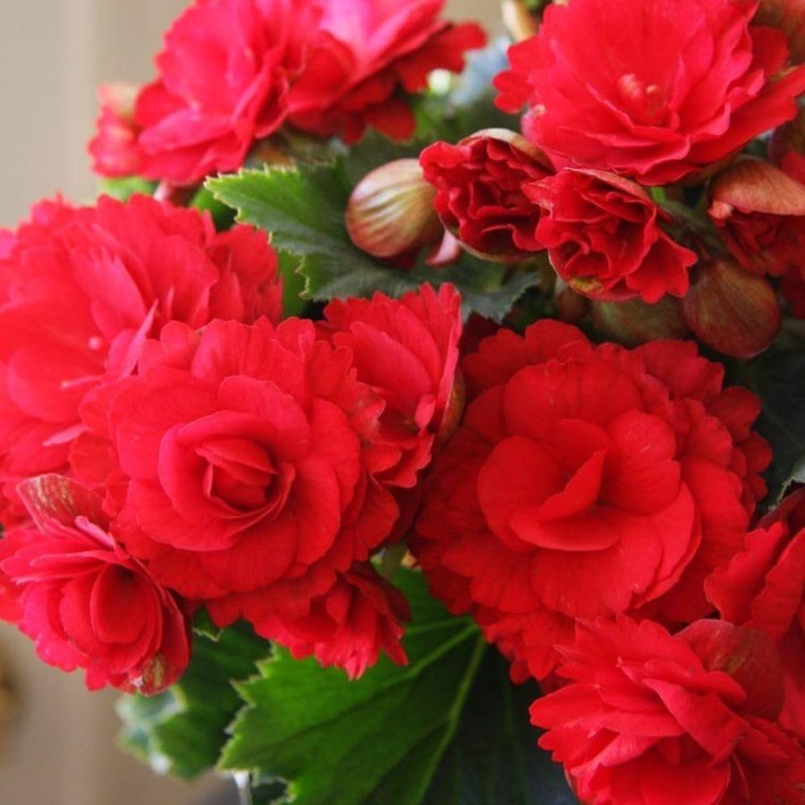 Red Begonia Live Plant, 3–6 Inch Tall, 4” Pot, Ornamental Foliage Begonia Plant, Colorful Indoor Houseplant for Home and Office Decor