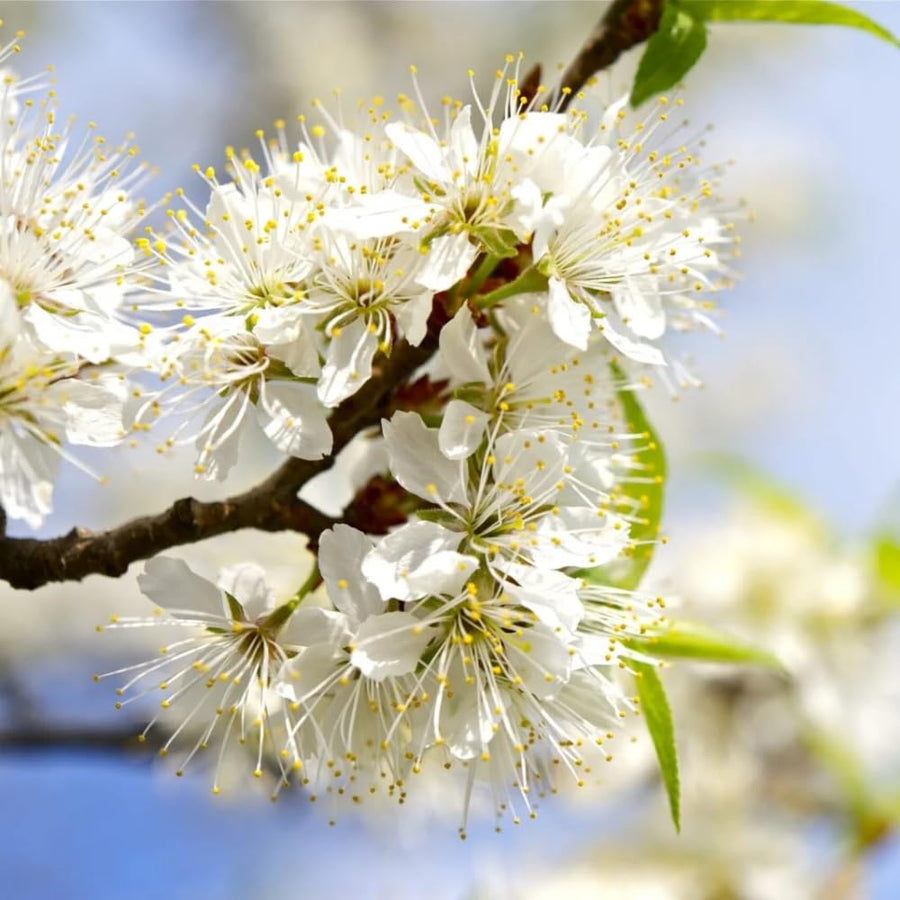 2 Wild Plum Trees Live Plants 2 to 3 Feet Height, Plum Plant Live for Planting Outdoors, Dark Red Plum Tree Plant, Bareroots Dormant