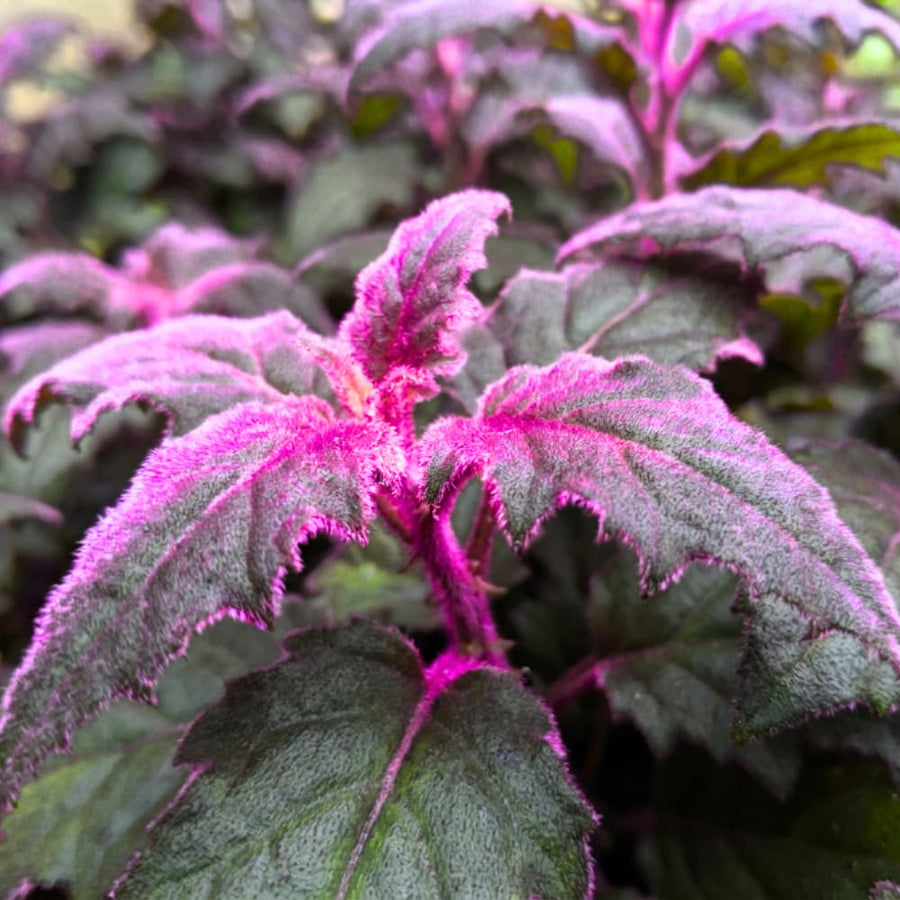 Gynura Aurantiaca Purple Passion Velvet Plant, Gynura Plant Live, Rare Houseplant for Outdoor Indoor Growing, 4 Inc Pot, 4-6 Inc Tall