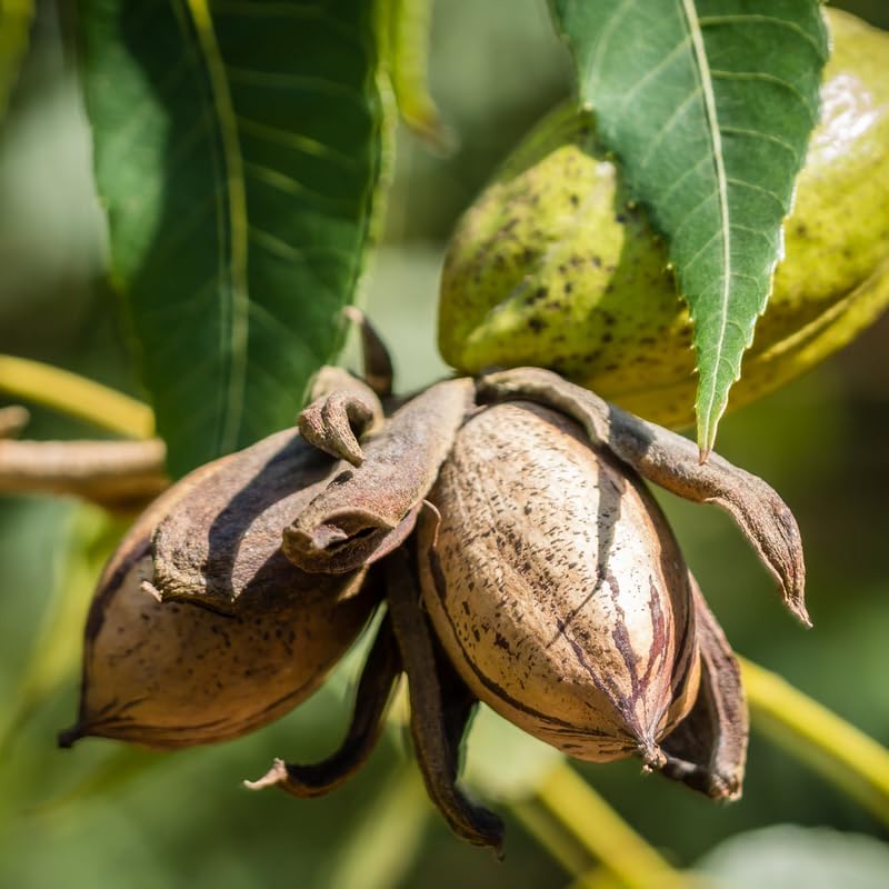 Pecan Seedling Live Plant, Pecan Nut Trees for Planting, Outdoor Tree Plants for Backyard Orchard, Landscape or Garden Growing, 8-10 Inches