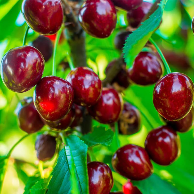 Red Cherry Tree Live Plant, Sweet Cherry Plant Live Fruit Tree 3-4 Feet Height, Large Dark Red Cherry Tree Plant for Planting