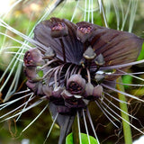 Pack 2 Black Tacca Chantrieri Plants Live, Black Orchid Bat Flower 3-6 Inches, Indoor Houseplant, Outdoor Planting